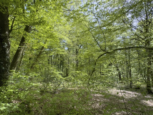Beech forest beeches (Fagus) trees deciduous trees sprout leaves in green mixed deciduous forest in
