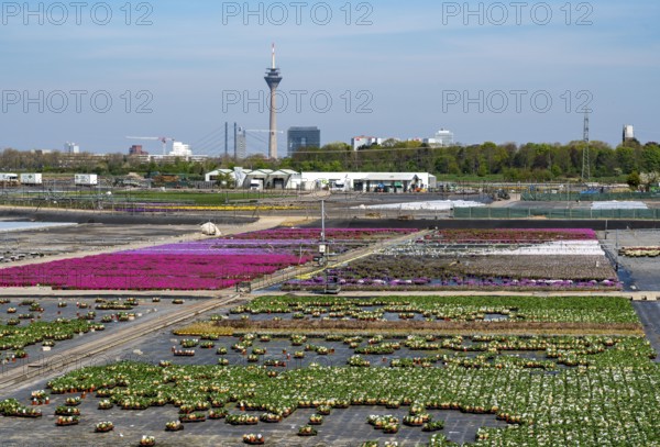Nursery, plant breeding, ornamental plants grow in flower pots, outdoors, Düsseldorf-Volmerswerth,