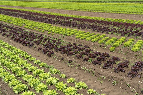 Agriculture, lettuce growing in a field, Lollo Bionda and Lollo Rossa, in long rows of plants,