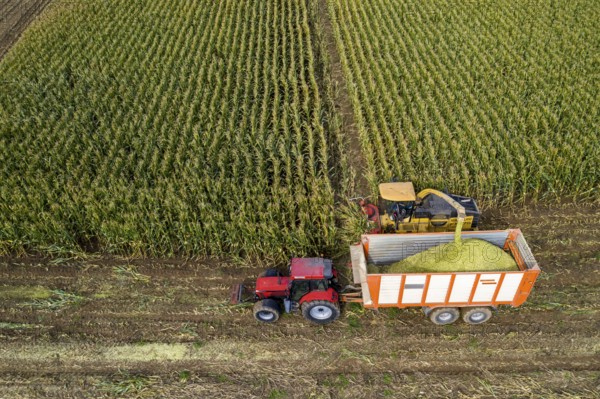 Maize harvest, combine harvester, chopper works its way through a maize field, the silage is pumped