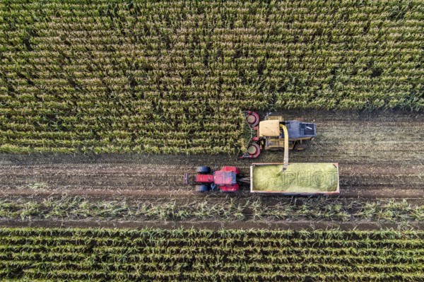 Maize harvest, combine harvester, chopper works its way through a maize field, the silage is pumped