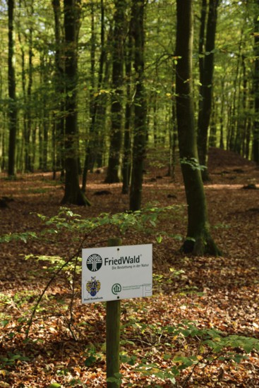 Europe, Germany, Lower Saxony, Stade district, cemetery forest in Neukloster Forst, burial in