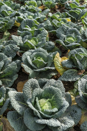 Agriculture, Savoy cabbage heads growing in a field