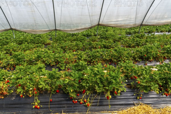 Harvest of strawberries, strawberry cultivation in the open, under a foil tunnel, young strawberry