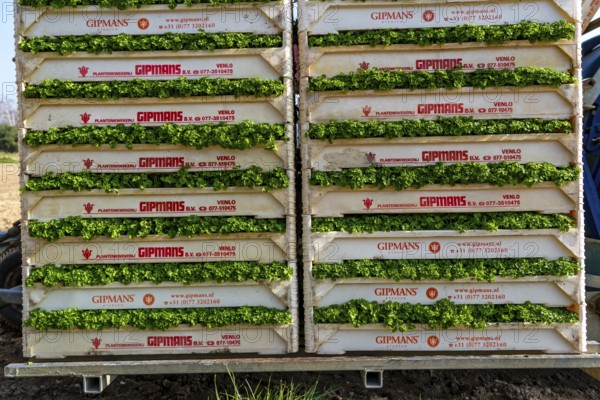 Agriculture, herb gardening, parsley plants, in a field, with a planting machine, in rows, planted,