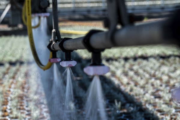 Horticultural business, irrigation with a sprinkler system, mobile on wheels in the open air,