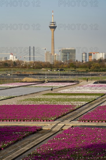 Nursery, plant breeding, ornamental plants growing in flower pots, outdoors,