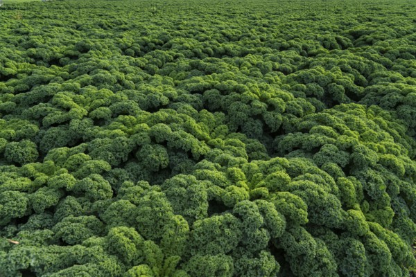 Kale field, growing area in the south of Düsseldorf, Volmerswerth district, on the Rhine, North