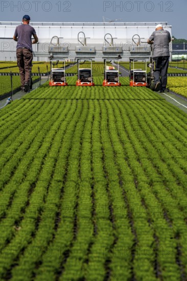 Horticultural business, broom heather plants, in flower pots, outdoors, Calluna vulgaris, are cut