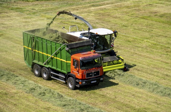 Hay harvest, on a Rhine meadow near Duisburg-Beeckerwerth, a forage harvester picks up the cut