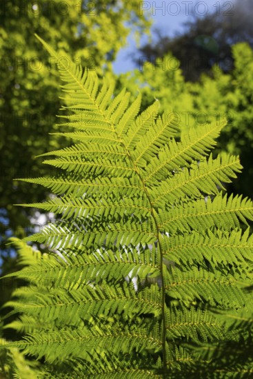 Nahaufnahme eines Farnblattes, das im Sonnenlicht leuchtet, Baumfarn (Dicksonia antarctica), Mata
