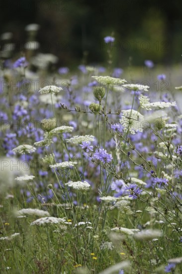 Roadside planting with chicory, July, Germany, Europe