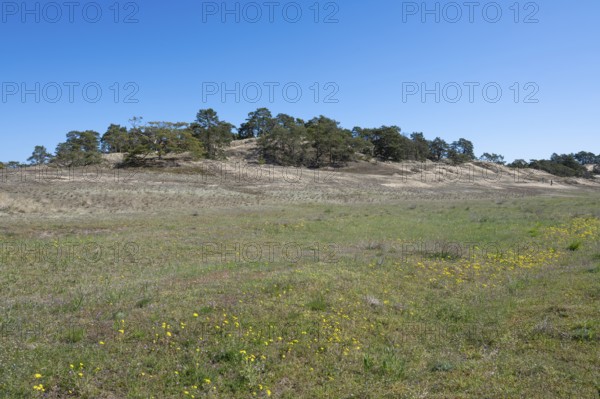 Inland dunes, Elbe dunes near Klein Schmölen with dry sandy grassland, UNESCO Biosphere Reserve