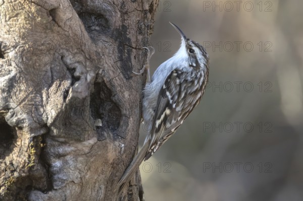 Short-toed treecreeper (Certhia brachydactyla) foraging, Austria, Upper Austria, Europe