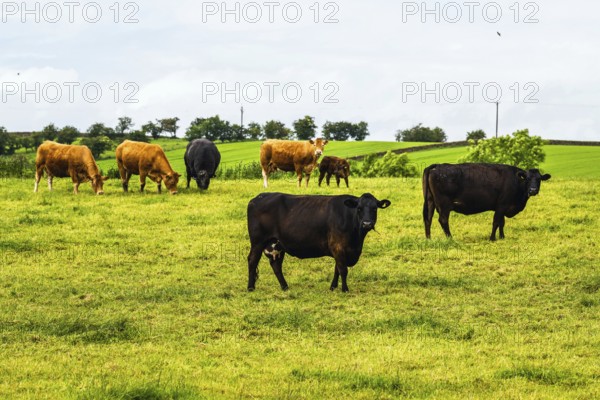 Cows and Farms in Yorkshire Dales National Park, North Yorkshire, England, United Kingdom, Europe