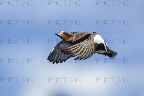 Eurasian Wigeon, (Mareca penelope) male in flight over marshes