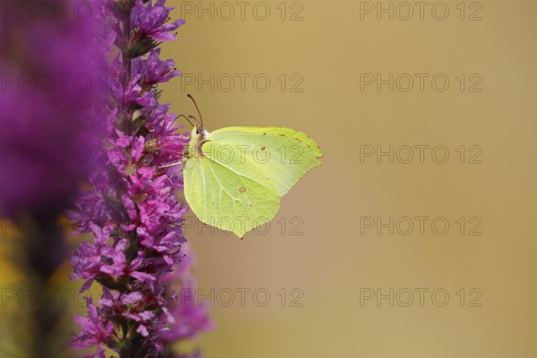 Brimstone (Gonepteryx rhamni) feeding on a flower of purple loosestrife (Lythrum salicaria),