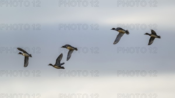 Eurasian Wigeon, Mareca penelope, birds in flight over marshes at winter