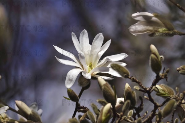 Beautiful blossom of the star magnolia, March, Germany, Europe