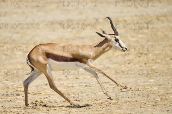 Springbok (Antidorcas marsupialis), running through the dessert, captive, distribution Africa