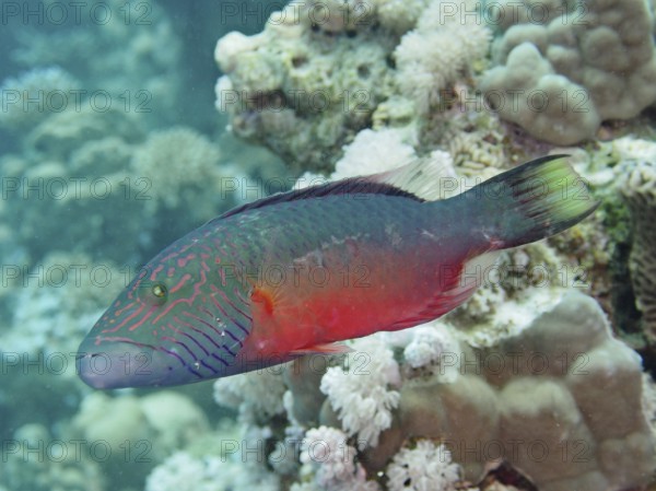Cheek stripe wrasse (Oxycheilinus diagrammus), wrasse, dive site House Reef, Mangrove Bay, El