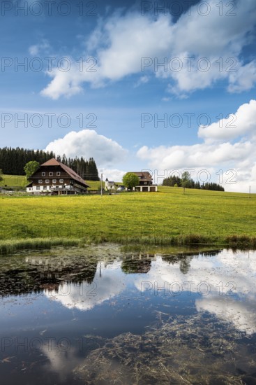 Farms and flowering meadow, Thurner, near St Märgen, Black Forest, Baden-Württemberg, Germany,