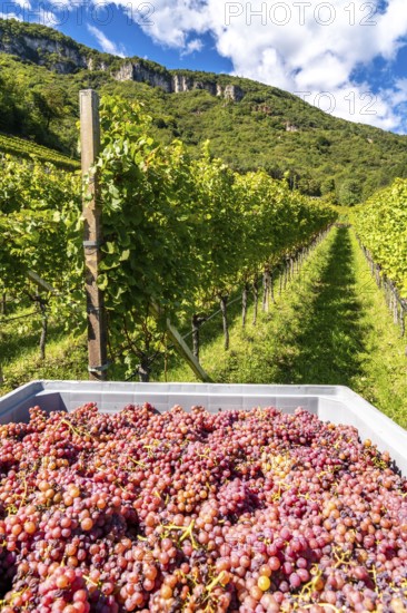 Wine-growing, in the Adige Valley, near the village of Tramin on the Wine Road, South Tyrol,