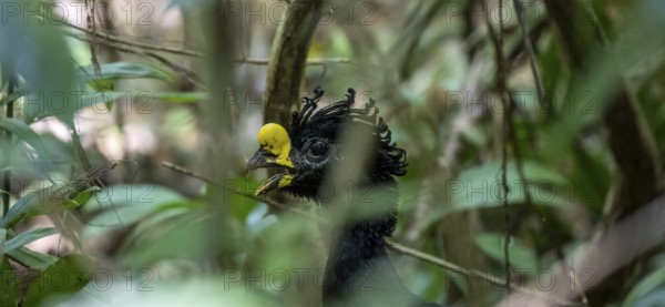 Tuberous-throated curassow (Crax rubra), adult male, animal portrait, in the rainforest, Corcovado