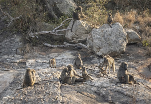Herd of chacma baboons (Papio ursinus), animal family with adults and cubs, sitting on stones,