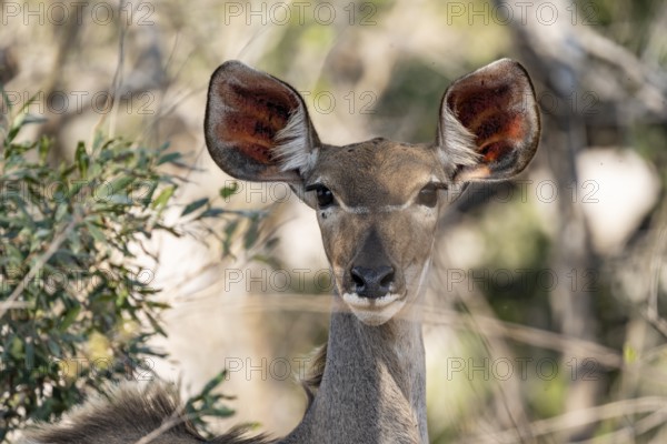 Greater Kudu (Tragelaphus strepsiceros), animal portrait, adult female, alert, Kruger National