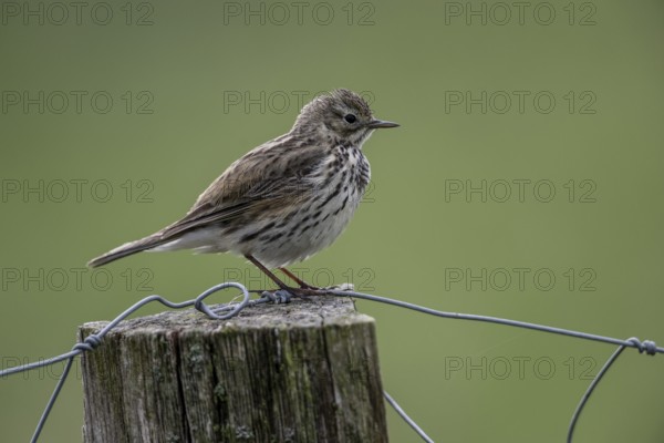 Meadow Pipit (Anthus pratensis), Emsland, Lower Saxony, Germany, Europe
