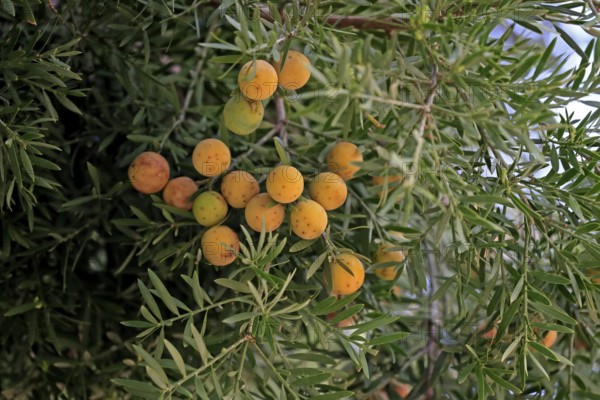 Weeping yew (Afrocarpus falcatus), fruit, fruit stand, Kirstenbosch Botanical Gardens, Cape Town,