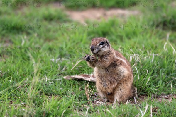 Cape ground squirrel (Xerus inauris), adult, alert, feeding, Mountain Zebra National Park, Eastern