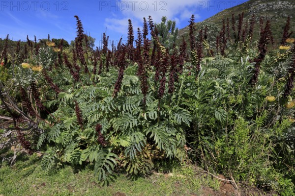 Giant honey flower (Melianthus major), flowering, flowers, shrub, Kirstenbosch Botanical Gardens,