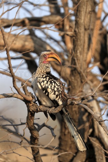Southern Yellow-billed Hornbill, Red-ringed Hornbill (Tockus leucomelas), adult, on wait, Kruger