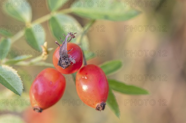Rosehips of the dog rose (Rosa canina) with small spider, Emsland, Lower Saxony, Germany, Europe