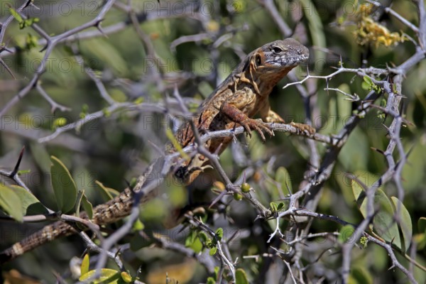 Eastern Mexican Black Iguana, (Ctenosaura acanthura), adult, on tree, foraging, Sonoran Desert,
