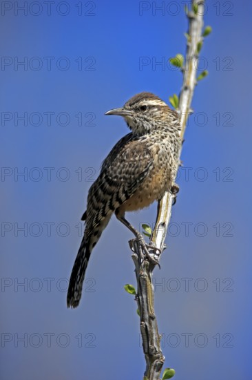 Cactus wren (Campylorhynchus brunneicapillus), adult, on wait, Sonora Desert, Arizona, North