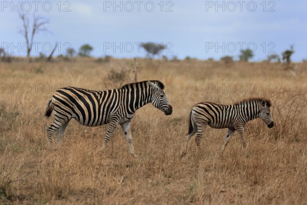 Burchell's zebra (Equus quagga burchelli), Burchell's zebra, adult, female, mother with young, two