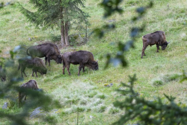 Bison (Bison bonasus), herd grazing in near-natural habitat, captive, Germany, Europe