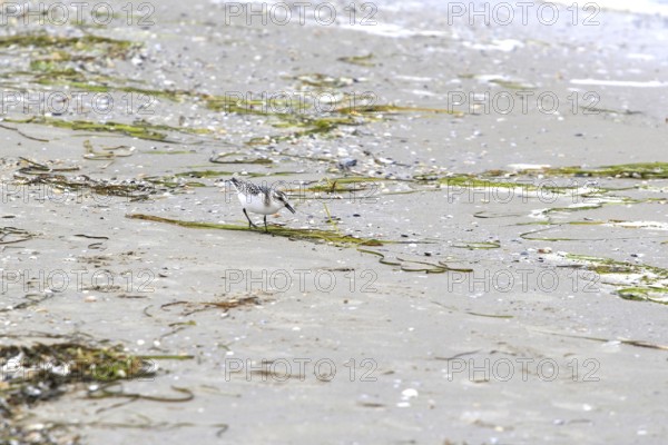 Sanderling Limikole, Usedom, September, Mecklenburg-Western Pomerania, Germany, Europe