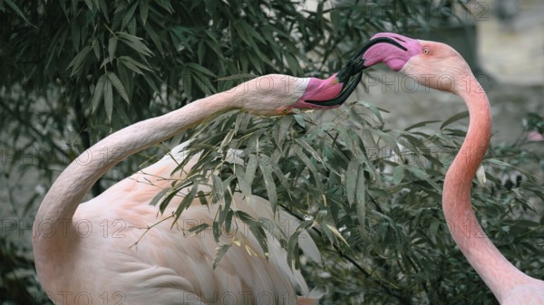 Two pink flamingos (Phoenicopterus roseus) with intertwined beaks in front of green foliage,
