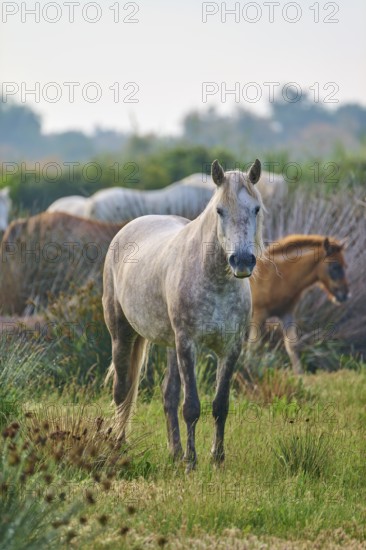 White Camargue horse herd with foals grazing peacefully on a green pasture, Camargue, France,