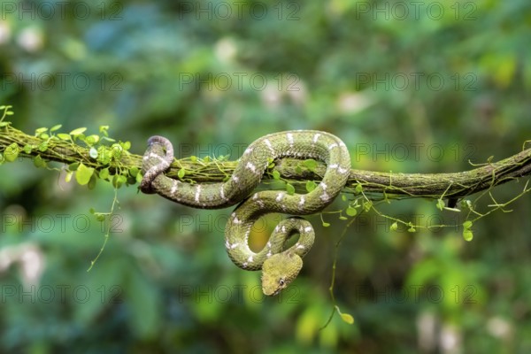 Griffin-tailed lance adder (Bothriechis schlegelii), green variety, sitting on a branch, Heredia