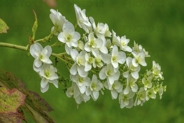 Oakleaf hydrangea (Hydrangea quercifolia), North Rhine-Westphalia, Germany, Europe