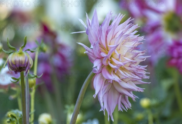 Dahlias (Dahlia), cactus dahlia, Germany, Europe