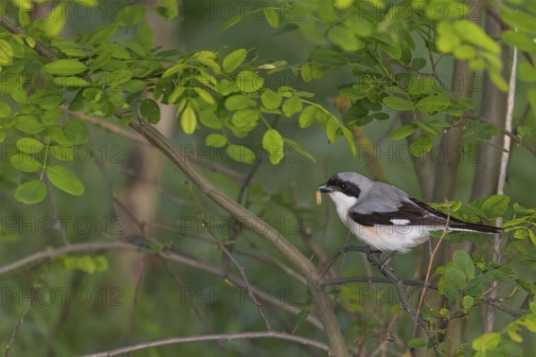 Lesser grey shrike (Lanius minor), Tower Hide, Tiszaalpár, Kiskunsági National Park, Bács-Kiskun,