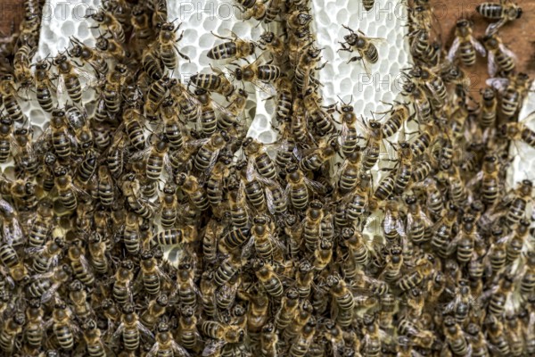 Bee colony, many bees, Western or European honey bee (Apis mellifera), wild construction of natural