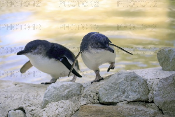 Little Penguin, (Eudyptula minor), adult pair going ashore, Kangaroo Island, South Australia,