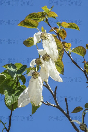 Flowering Handkerchief tree (Davidia involucrata) againts blue sky in Ystad, Scania, Sweden,